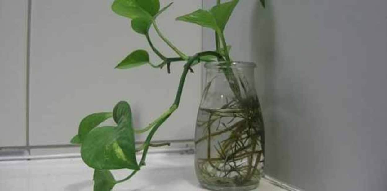 fengshui