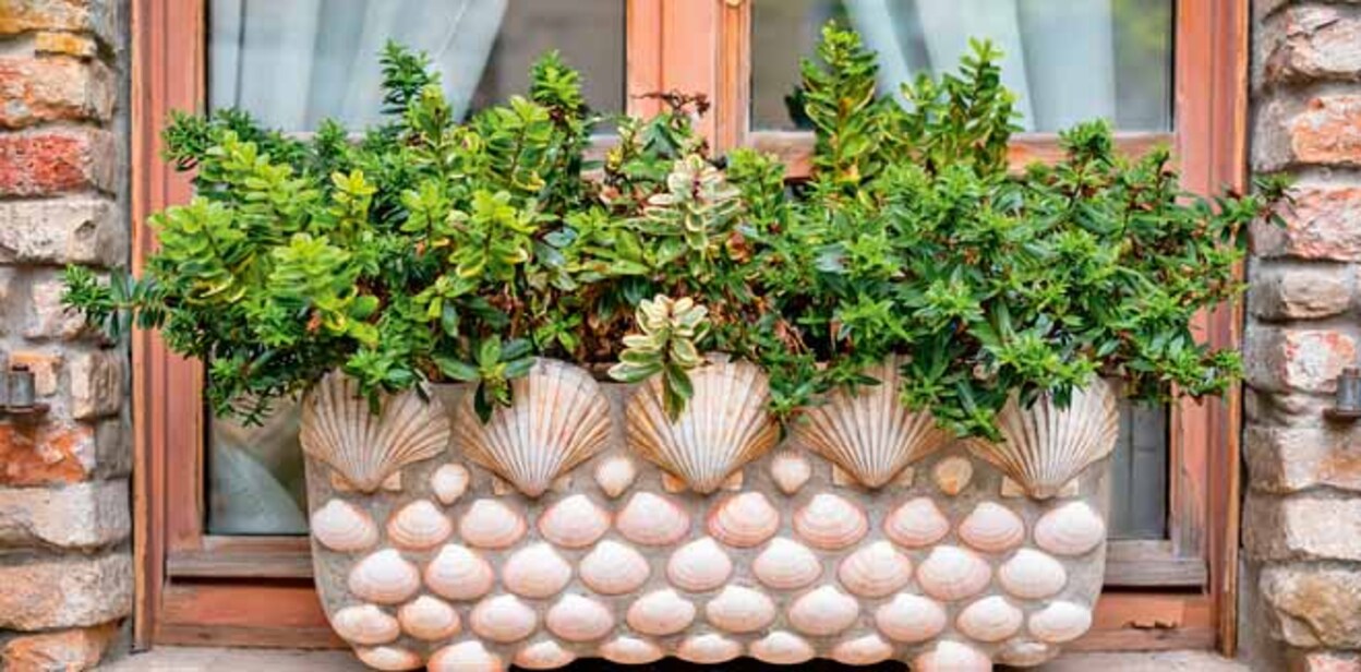 A flower pot decorated with sea shells on a window sill
