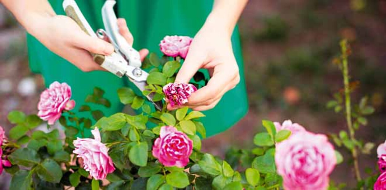 gardening-3