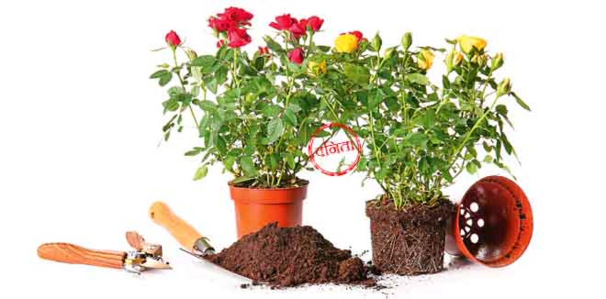 Rose plants and gardening supplies on white background