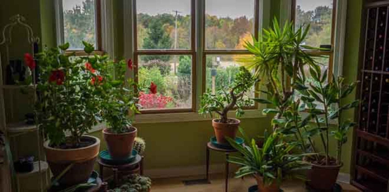 plants-1