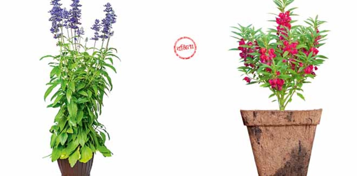 flower-2