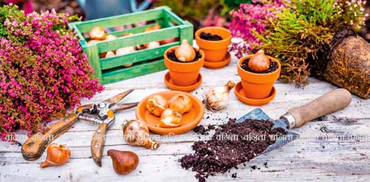 Bulbs of flowers ready for autumn planting.