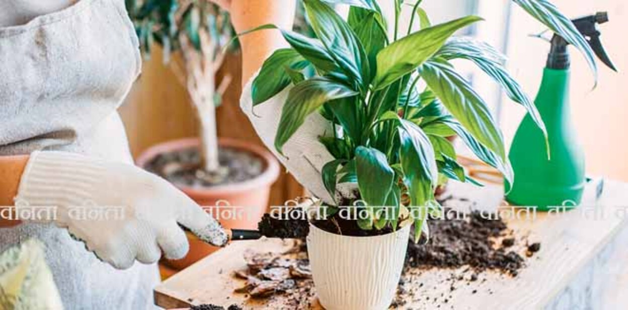 Spring Houseplant Care, Waking Up Indoor Plants for Spring. Woman is transplanting plant into new pot at home. Gardener transplant plant Spathiphyllum