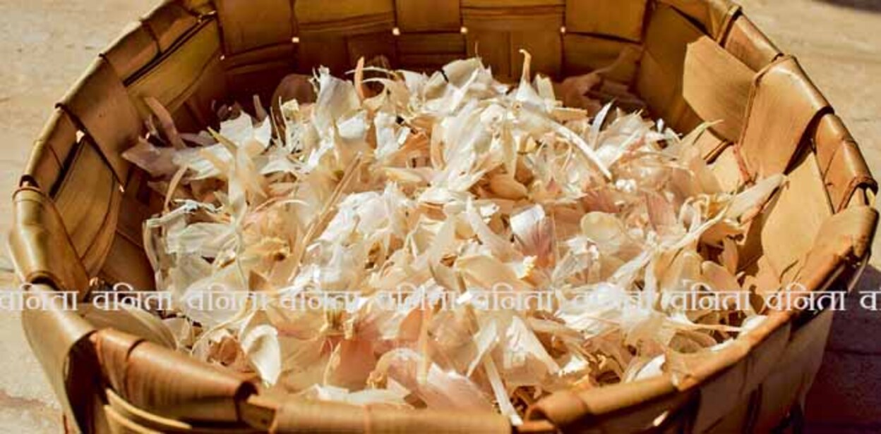 Garlic skin peels in wicker basket. Garlic peels are high in nutrients needed for plants fertilization hence garlic clove peels used as compost saved for composting fertilizer