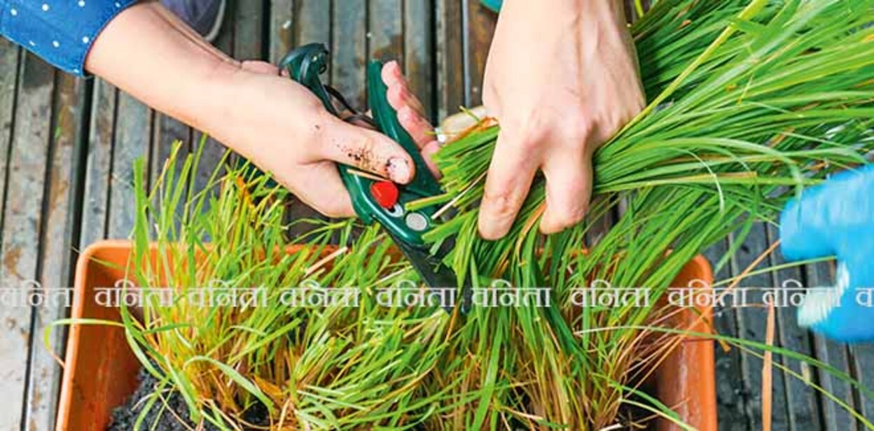 Hand planting and cutting lemongrass aromatic herb 