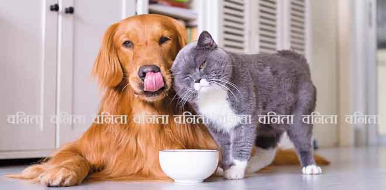 British shorthair cats and Golden Retriever