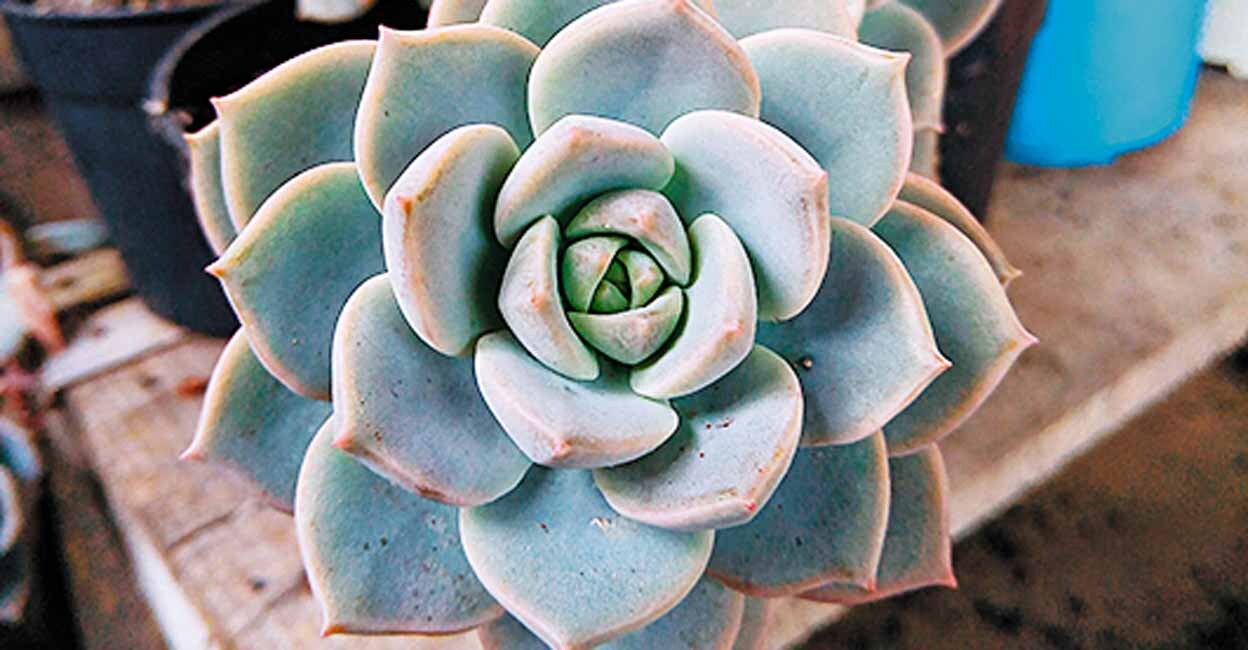 Close-up of two seculent plants for seedlings