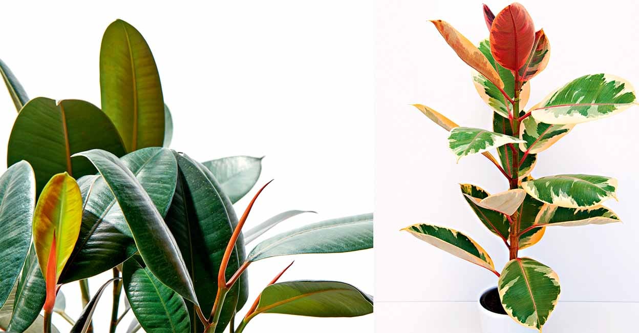 rubber-plant