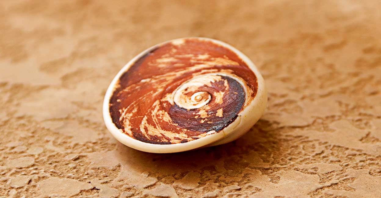 Gomati chakra for lakshmi pooja