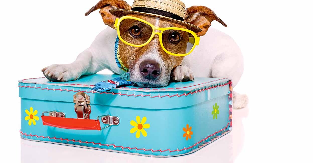 pet care during travelling